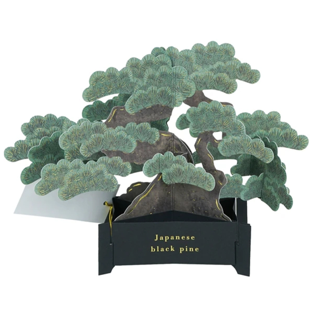 Carte pop-up Bonsai (Japanese black pine)