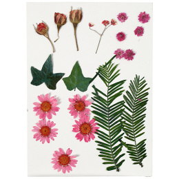 Fleurs et feuilles séchées Rouge clair dans le groupe Loisirs créatifs / Former / Cahier range-cartes chez Pen Store (130764)