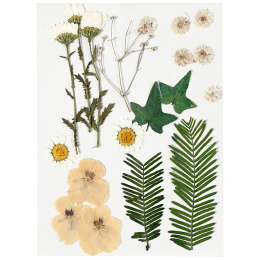 Fleurs et feuilles séchées Blanc brut dans le groupe Loisirs créatifs / Former / Cahier range-cartes chez Pen Store (130765)