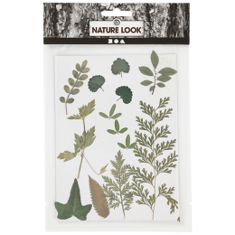 Fleurs et feuilles séchées Vert dans le groupe Loisirs créatifs / Techniques / Cahier range-cartes chez Pen Store (130766)