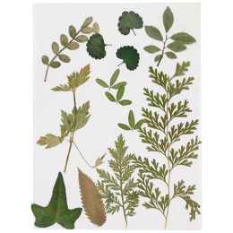 Fleurs et feuilles séchées Vert dans le groupe Loisirs créatifs / Former / Cahier range-cartes chez Pen Store (130766)