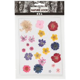 Fleurs et feuilles séchées Couleurs mélangées dans le groupe Loisirs créatifs / Techniques / Cahier range-cartes chez Pen Store (130767)