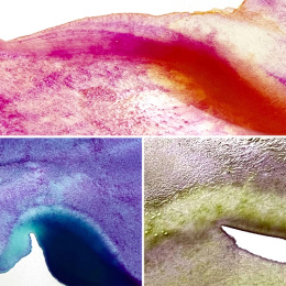 Gansai Tambi Aquarelle lot de 5 Granulating Colors 2 dans le groupe Matériels d'artistes / Couleurs de l'artiste / Peinture aquarelle / Aquarelle en godet chez Pen Store (135537)