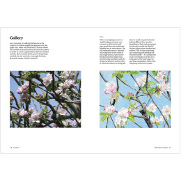 How to Draw a Tree: from the Fruit to the Forest dans le groupe Loisirs créatifs / Livres / Livres d'instruction chez Pen Store (136291)