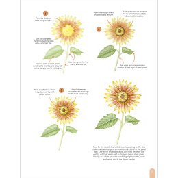 Paint 50: Watercolour Flowers dans le groupe Loisirs créatifs / Livres / Livres d'instruction chez Pen Store (136318)