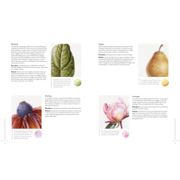 Sketching Nature dans le groupe Loisirs créatifs / Livres / Livres d'instruction chez Pen Store (137184)