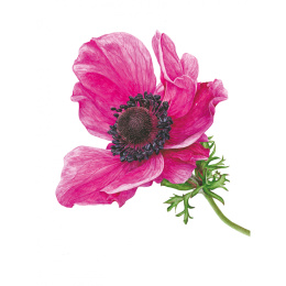 Anna Mason's Watercolour World dans le groupe Loisirs créatifs / Livres / Livres pour inspiration chez Pen Store (137202)