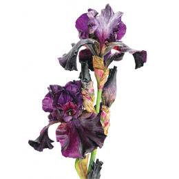 Anna Mason's Watercolour World dans le groupe Loisirs créatifs / Livres / Livres pour inspiration chez Pen Store (137202)