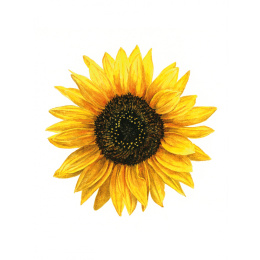 Anna Mason's Watercolour World dans le groupe Loisirs créatifs / Livres / Livres pour inspiration chez Pen Store (137202)