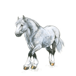 Draw 30: Animals dans le groupe Loisirs créatifs / Livres / Livres d'instruction chez Pen Store (137210)