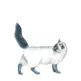 Draw 30: Animals dans le groupe Loisirs créatifs / Livres / Livres d'instruction chez Pen Store (137210)