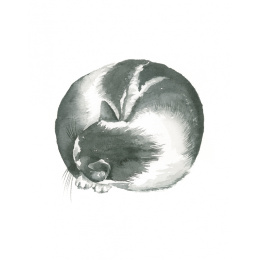 Draw 30: Cats dans le groupe Loisirs créatifs / Livres / Livres d'instruction chez Pen Store (137211)