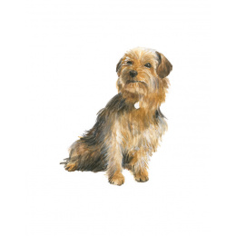 Draw 30: Dogs dans le groupe Loisirs créatifs / Livres / Livres d'instruction chez Pen Store (137213)