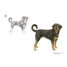 Draw 30: Dogs dans le groupe Loisirs créatifs / Livres / Livres d'instruction chez Pen Store (137213)