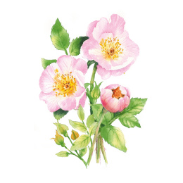 Draw 30: Flowers dans le groupe Loisirs créatifs / Livres / Livres d'instruction chez Pen Store (137215)