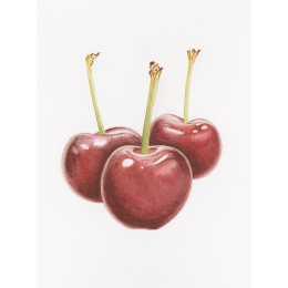 Draw in 10 Minutes: Botanicals dans le groupe Loisirs créatifs / Livres / Livres d'instruction chez Pen Store (137219)