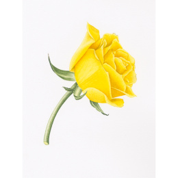 Draw in 10 Minutes: Botanicals dans le groupe Loisirs créatifs / Livres / Livres d'instruction chez Pen Store (137219)