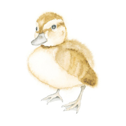 How to Draw: Baby Animals dans le groupe Loisirs créatifs / Livres / Livres d'instruction chez Pen Store (137223)