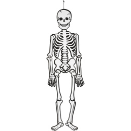 Squelette phosphorescent 120 cm dans le groupe Kids / Fêtes / saison pour enfants /  Halloween des enfants chez Pen Store (138370)